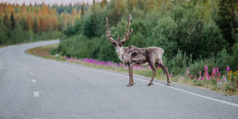 Rendieren spotten is één van de 6 aangeraden zomeractiviteiten in Finland