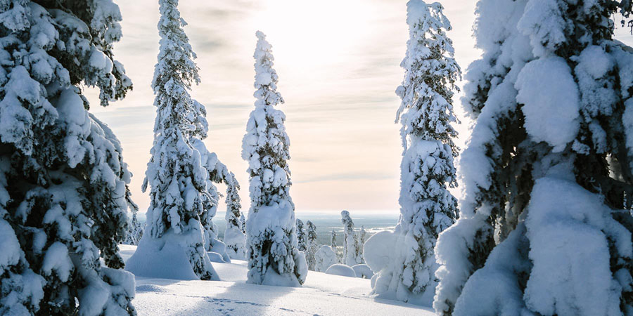 Wintervakantie in Fins Lapland