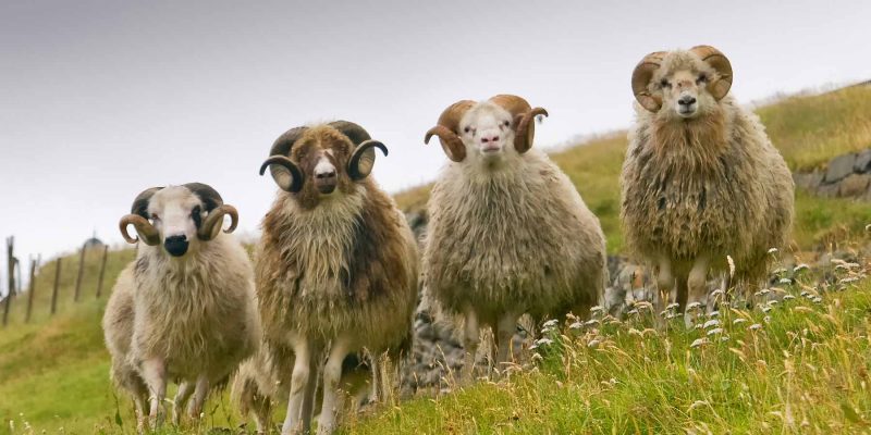 Moutons en Islande