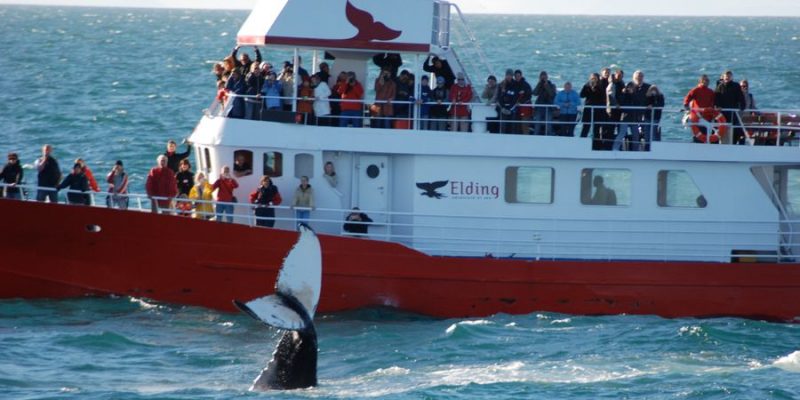 walvissen spotten in IJsland