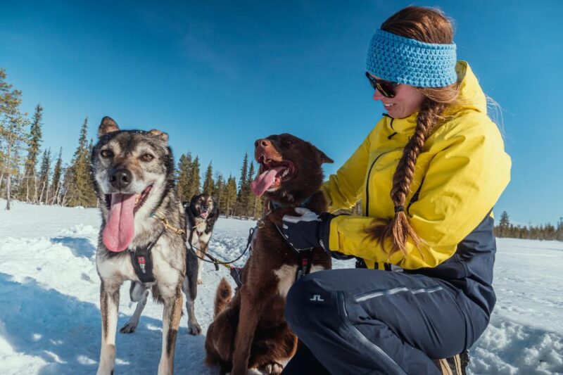 Câlins avec un husky en Laponie avec Nordic