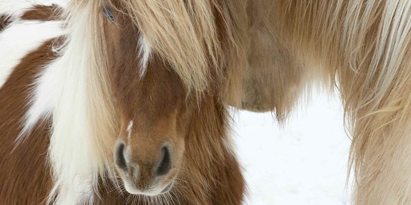 IJsland-paarden-©-Nordic