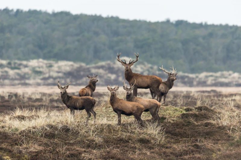 Wildlife spotten in de Deense nationale parken - naar Denemarken met Nordic