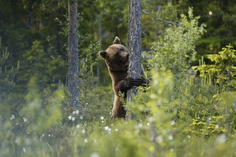 Beren spotten vanuit een kijkhut