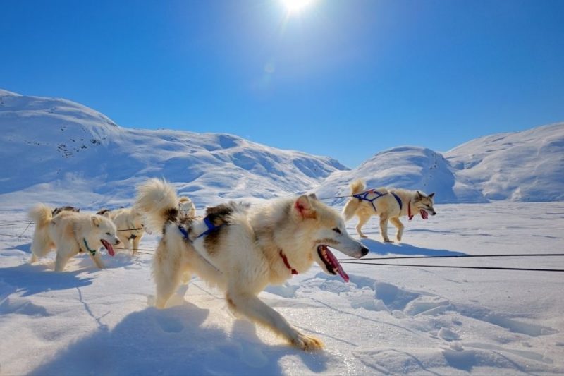 Huskyhonden in de sneeuw in Groenland met Nordic