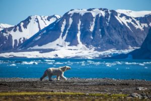 Ijsbeer in Spitsbergen reizen met Nordic
