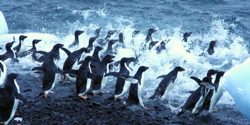 Pinguins - voyage d'exploration avec Nordic
