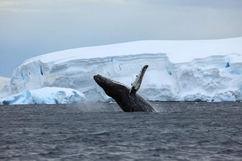 Walvis in het water in Antarctica met Nordic