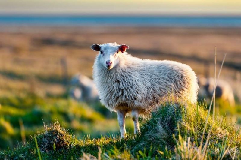 Wilde schapen in IJsland reizen met Nordic