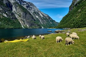 Schapen grazen bij het Naeroyfjord.