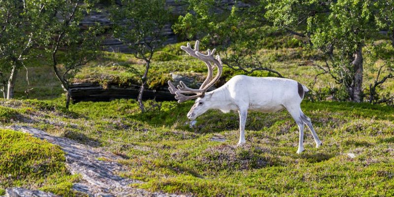 Sami rendier Lapland - reizen met Nordic