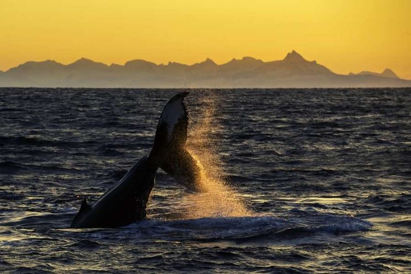 Safari baleine Norvège - voyager avec Nordic