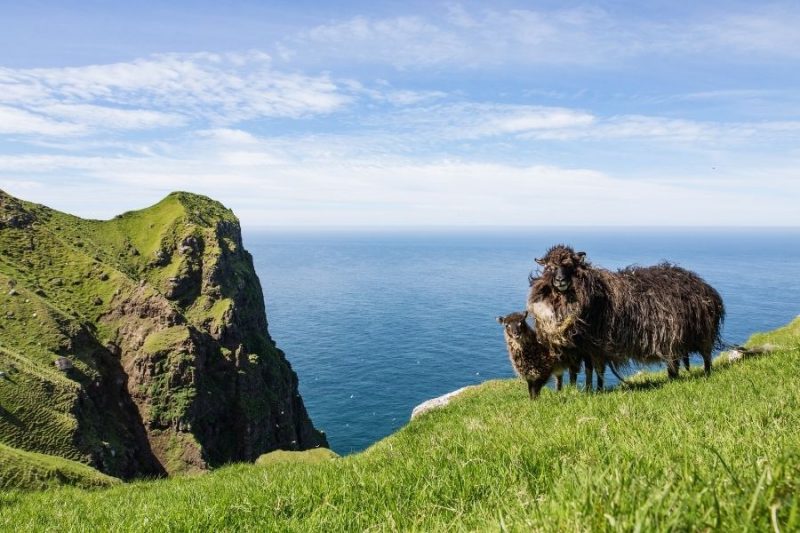 Faeröer eilanden schapen