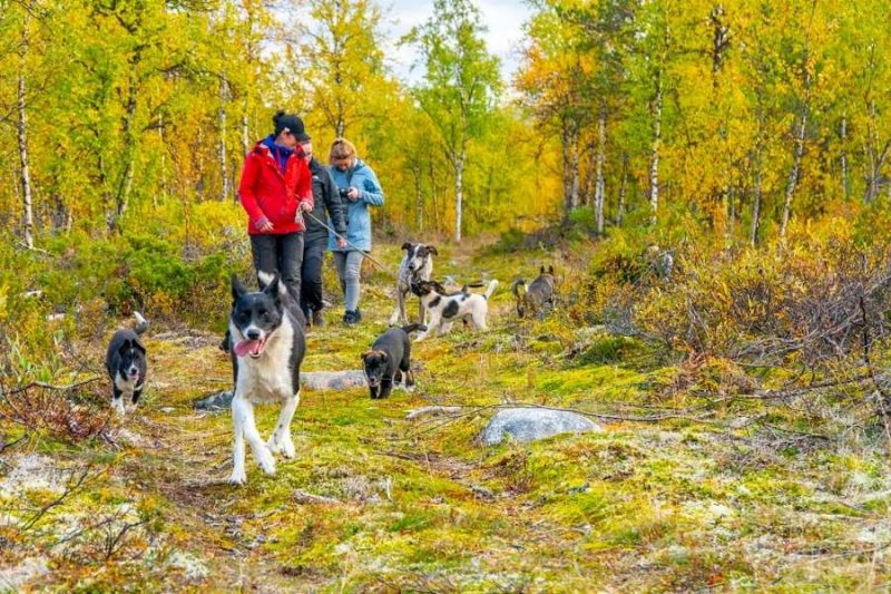 Husky hike in Lapland 4©Micke_Tornq vist_imagebanks.ETN.se