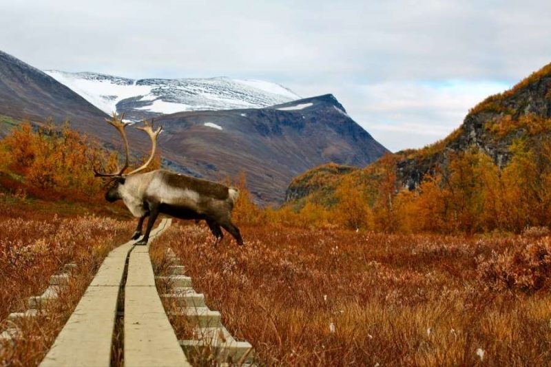 Kungsleden wandeling Lapland - reizen met Nordic