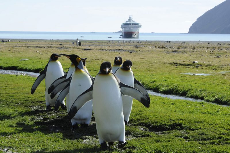 Pinguins op Antarctica tijdens een exploratiezeereis met Nordic