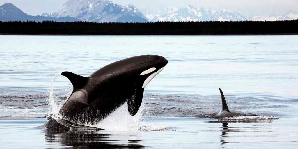Spot een orca met Nordic - achristopherpmichel