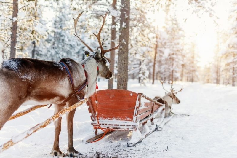 Câliner les rennes en Laponie avec Nordic