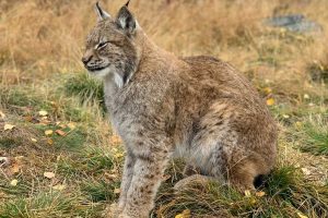 Lynx dans le parc naturel
