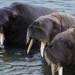 walrussen-Met-Nordic-op-reis-naar-Spitsbergen-Albatros-Expeditions-Ocean-Albatros