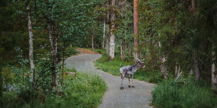 Een eland op het pad in een bos in Finland