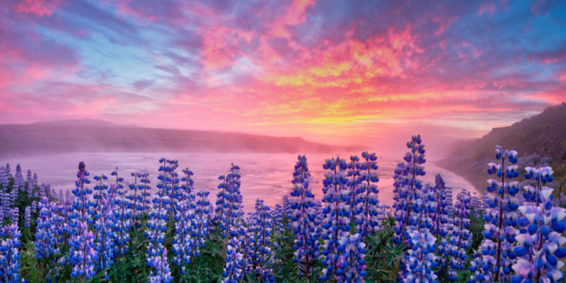 De lupine in bloei uitzicht