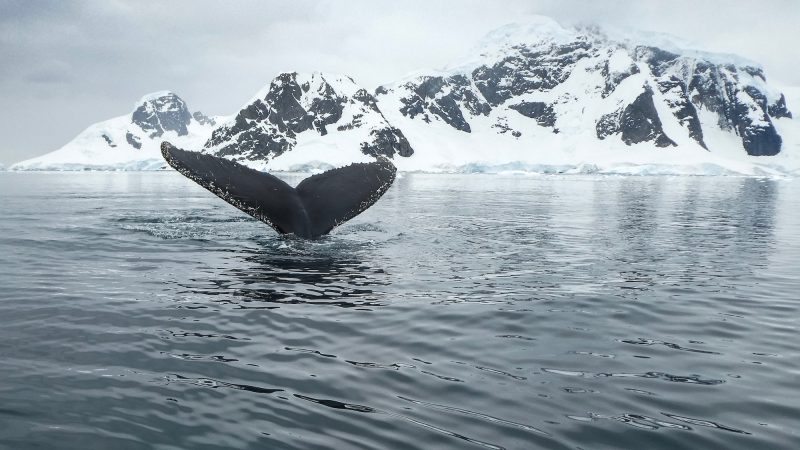 Spot een walvis in Tromso met Nordic
