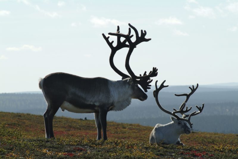 Rendieren spot je in de nationale parken in Noorwegen