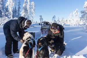 Husky en Laponie avec Nordic - ©Henk Dujardin