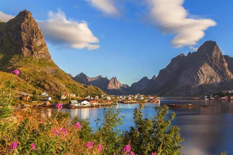Lofoten in summer with flowers in front of high mountains and typical fishermans village