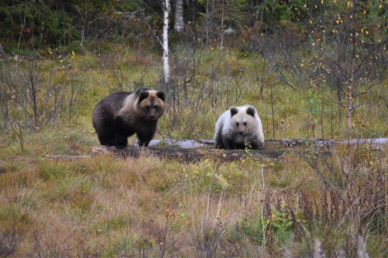 Finlande Big Five - ours