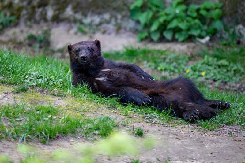 Finlande Big Five - glouton