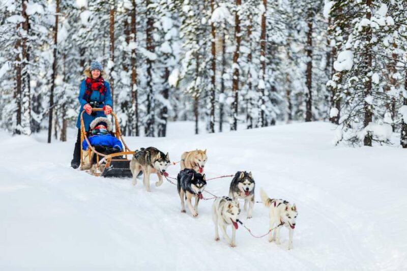 Traîneau à chiens avec des huskys en Laponie
