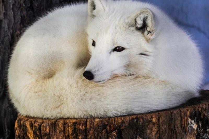 Scandinavie avec Nordic