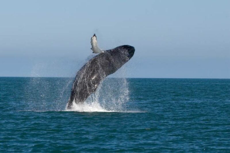 Excursion d'bservation des baleines en Islande