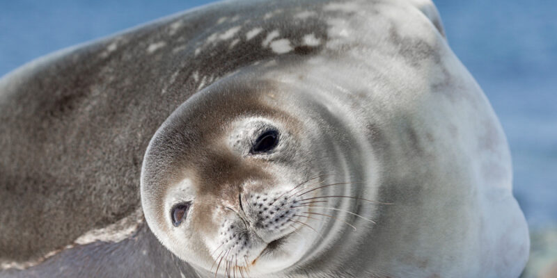 zeehond op Antarctica