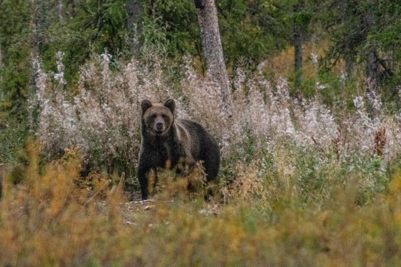 Wildlife beren spotten in Lapland in de zomer met Nordic
