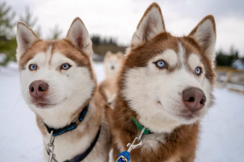 Husky's in Lapland met Nordic