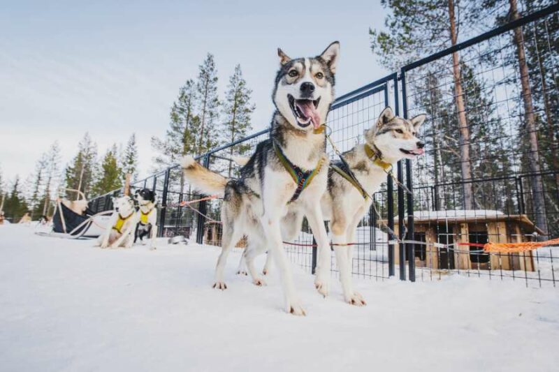 Husky's in Lapland met Nordic