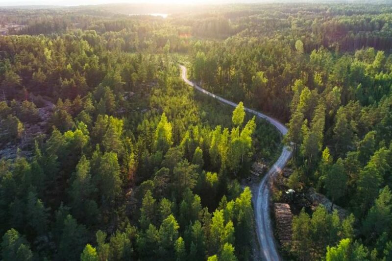 Weg door de bossen van Noorwegen