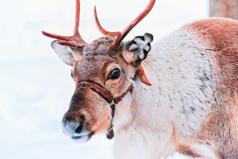 Rendier in de besneeuwde bossen van Rovaniemi