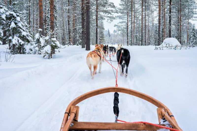 Sleehonden trekken een slee voort in de winter Rovaniemi