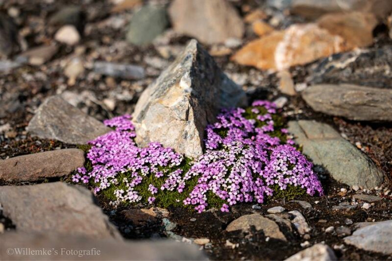 Willemke's Fotografie 2