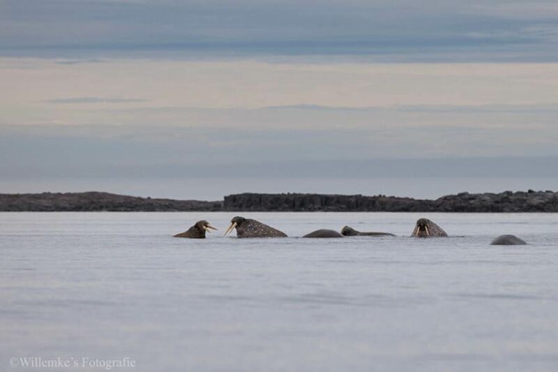 Willemke's Fotografie 3