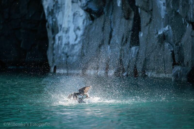 Willemke's Fotografie 5