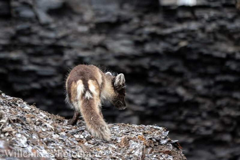 Willemke's Fotografie 7