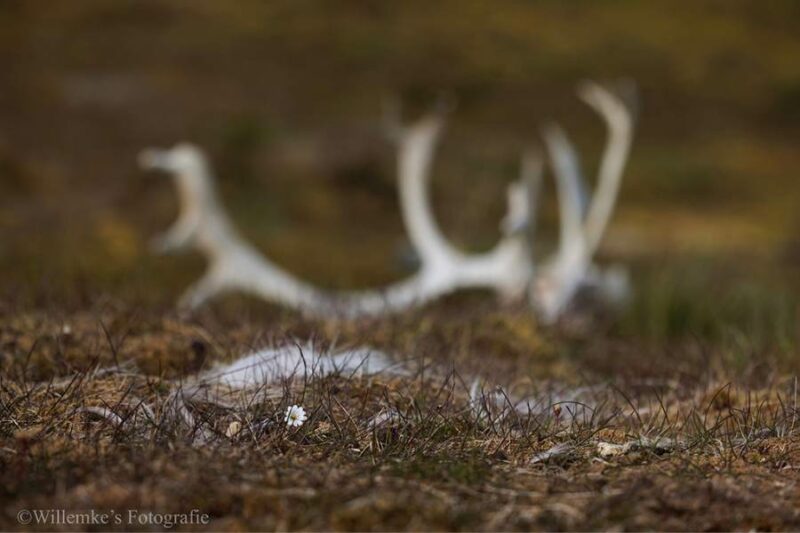 Willemke's Fotografie 7