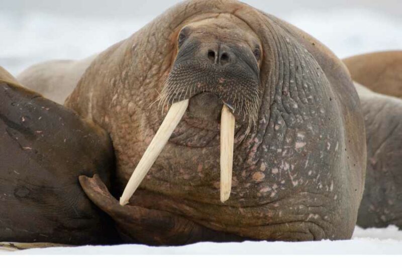 Een walrus ligt te luieren op het ijs in Spitsbergen