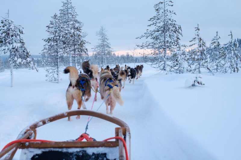 Huskys en Laponie avec Nordic