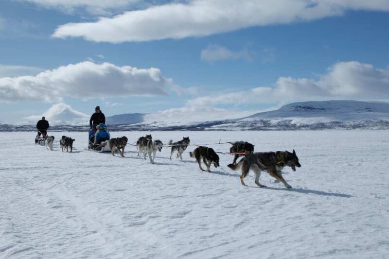 Traîneau à chiens en Laponie avec Nordic
